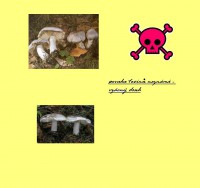 /album/fotogalerie-co-o-houbach-vim/ciruvka-tygrovana-jpg/